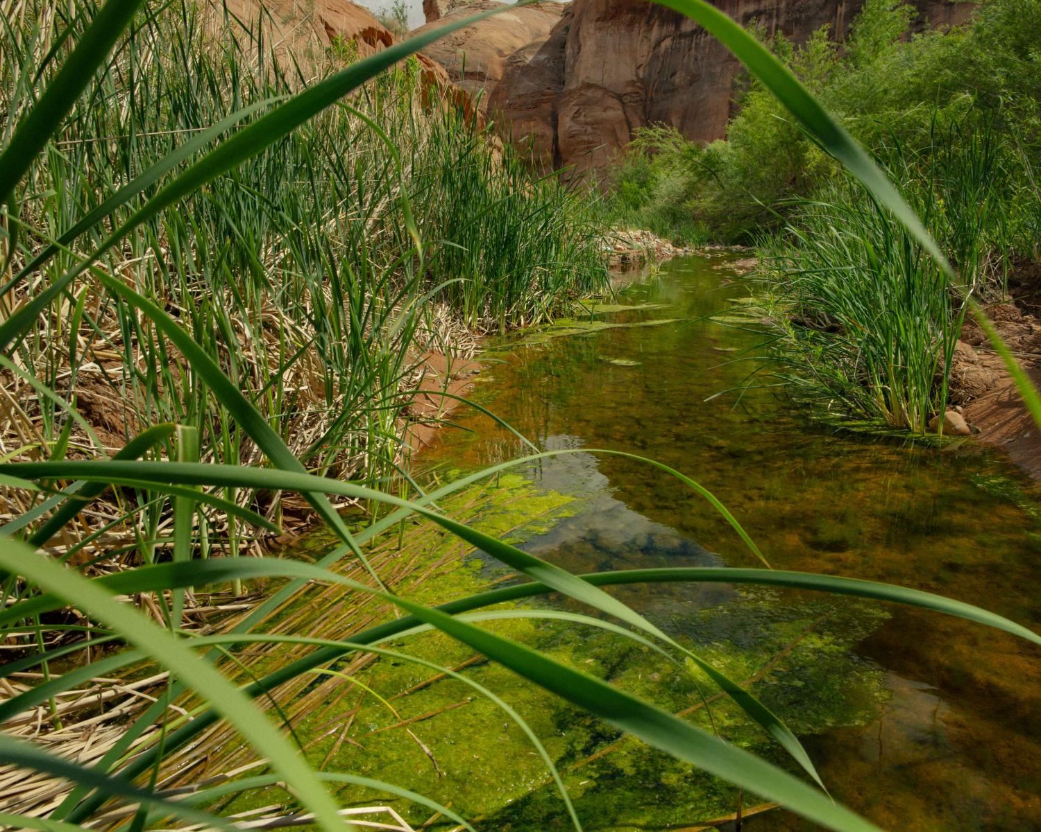Smith Fork