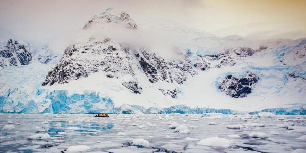 Buffs in Antarctica