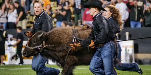 Ralphie storms field