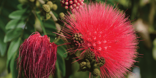 Calliandra haematocephala 