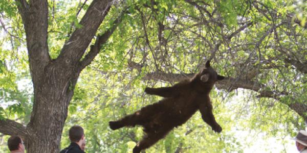 falling bear