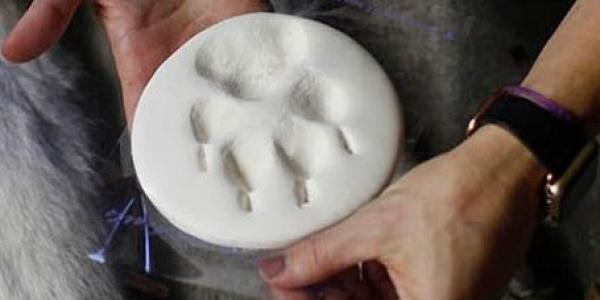 Paw Imprint