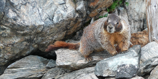 yellow bellied marmot