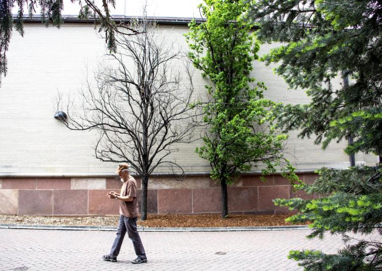 Two trees of the same species; one infected with disease