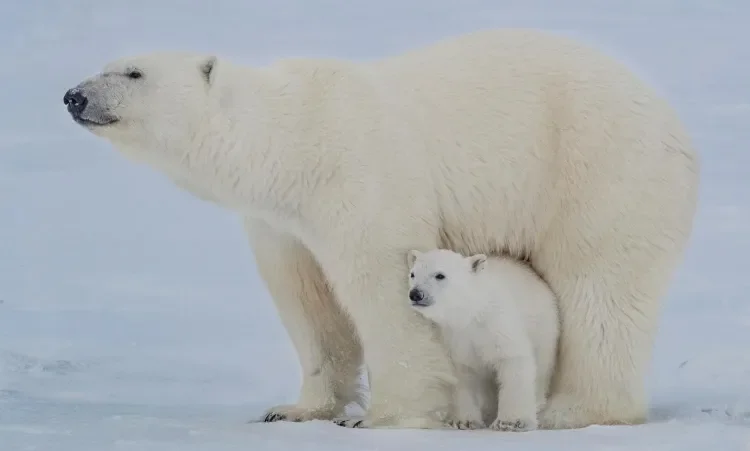 Polar bears in the Arctic