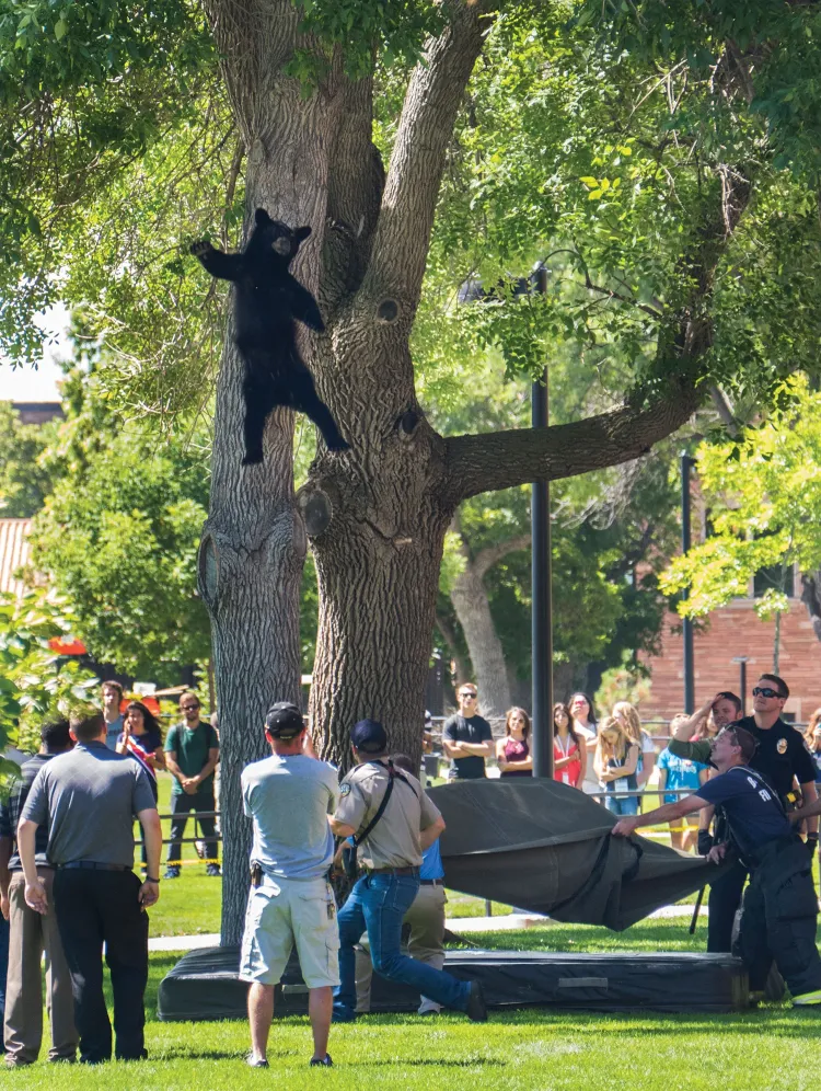 Tranquilized bear