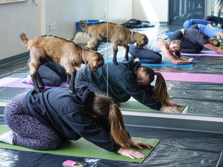 Goat Yoga at the Rec