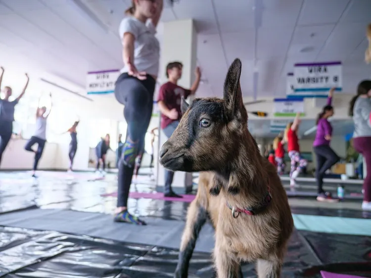 Goat Yoga at the Rec