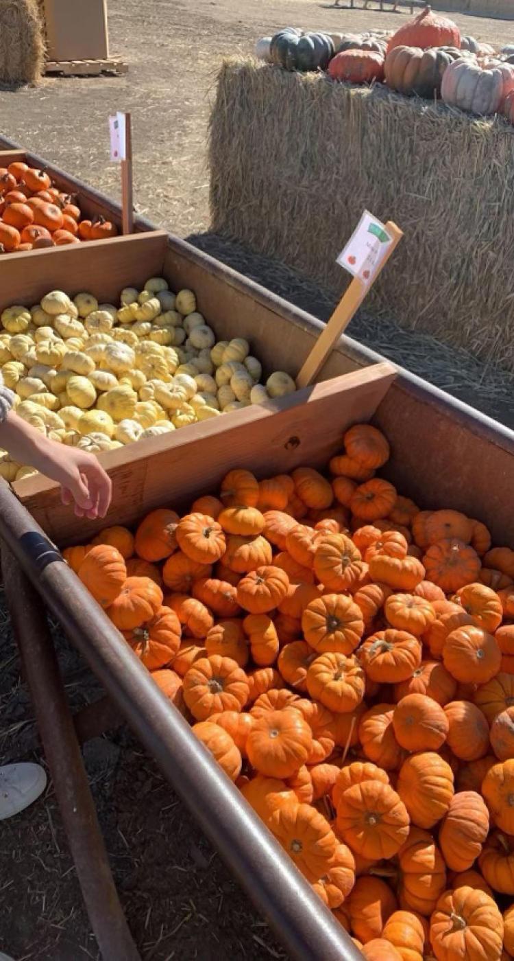 Pumpkins
