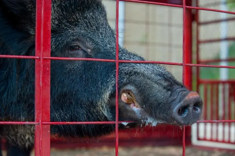Univ of Arkansas, Tusk the Russian Boar