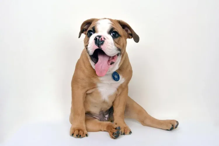 Yale bulldog