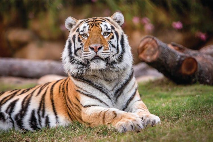 LSU Mike the Tiger
