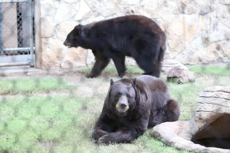 Baylor bears