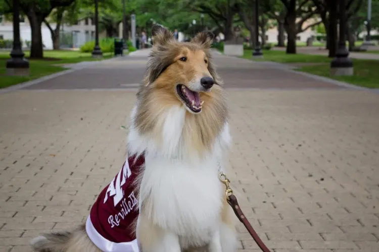 Texas A&M Collie