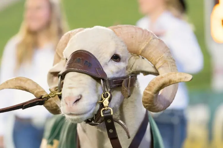 Colorado State University, Cam the ram