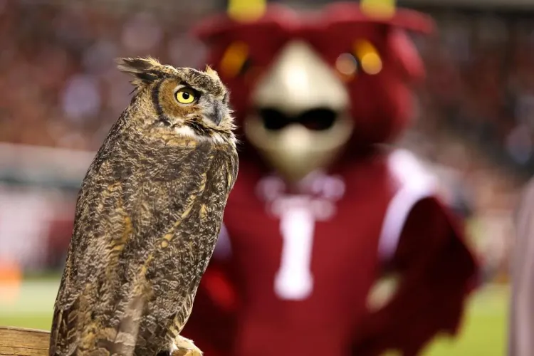 Temple University, Stella