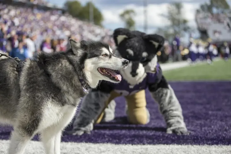 Univ of Washington, Dubs