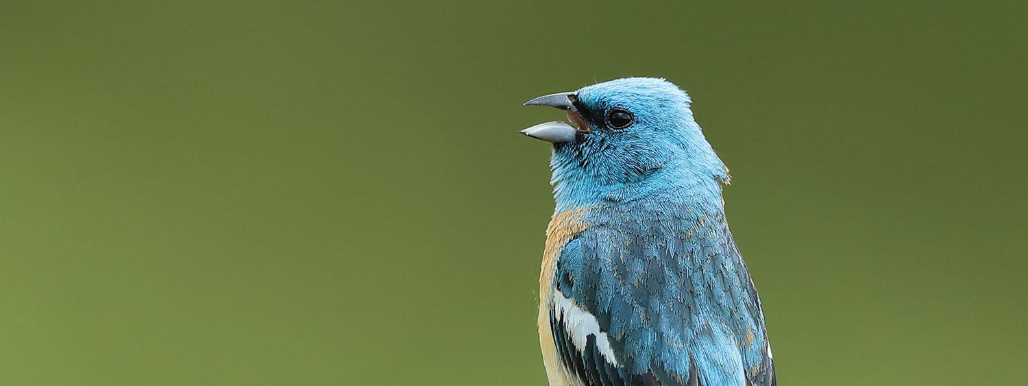 birds of Boulder 