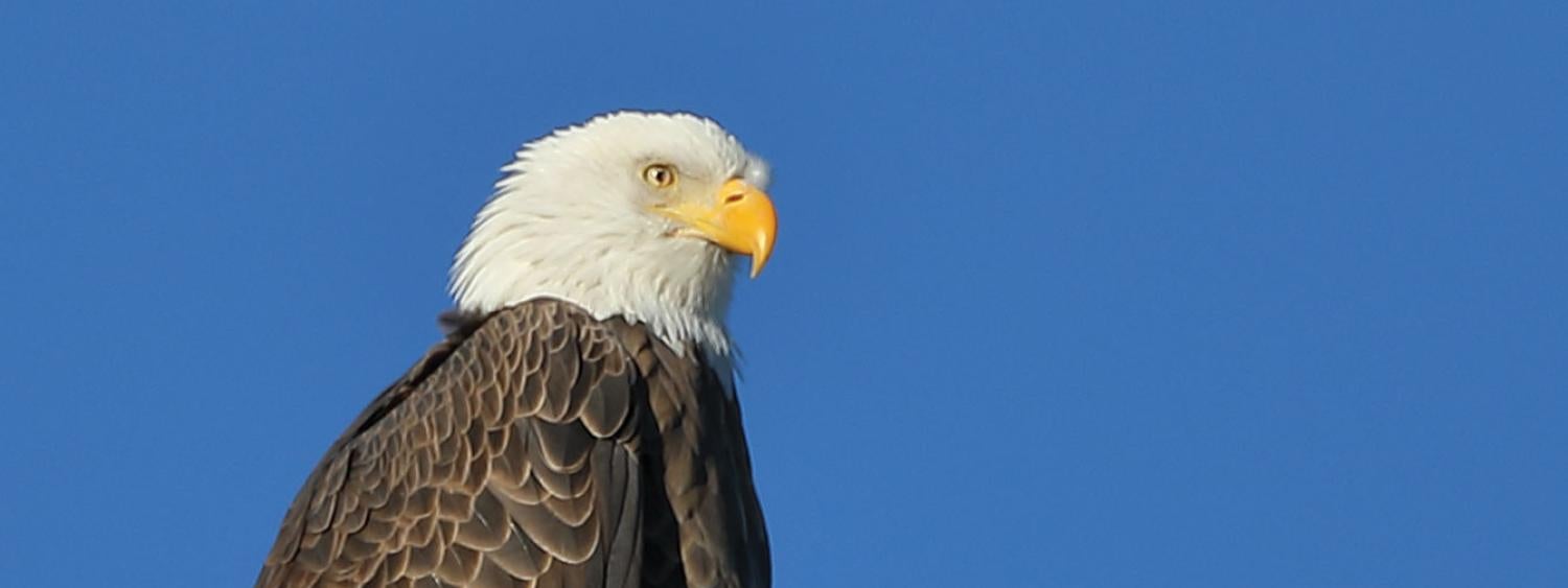 birds of Boulder 