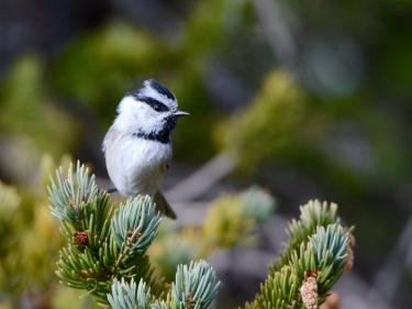 Black capped chickadee