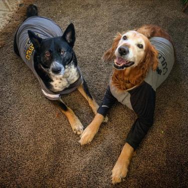 two dogs wearing cu boulder shirts