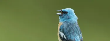 Lazuli Bunting