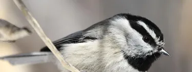 Mountain Chickadee