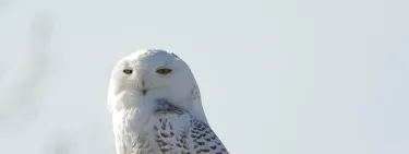 Snowy Owl
