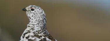 White-Tailed Ptarmigan