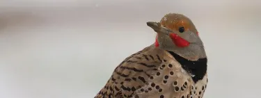 Northern Flicker