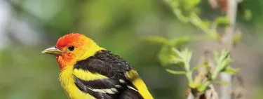 Western Tanager