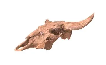 Bison