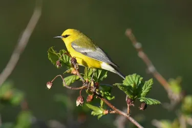 Blue-Winged Warbler