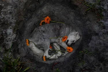 Dog burial with flowers laid