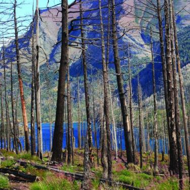 After a wildfire, what happens to the water article