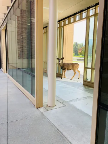 Deer on Campus