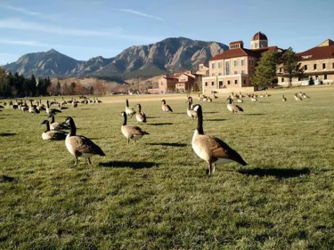 Geese walking through Campus