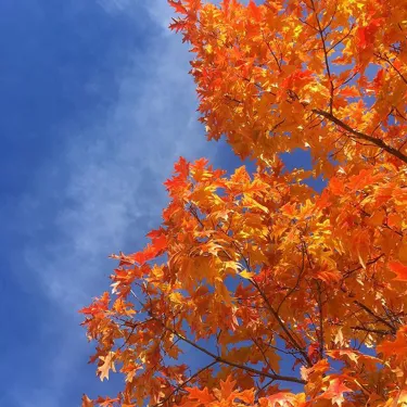 Leaves changing color