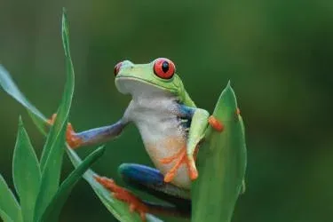 Costa Rica treefrog