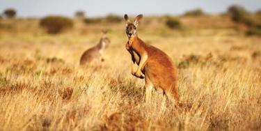 Kangeroos in Australia