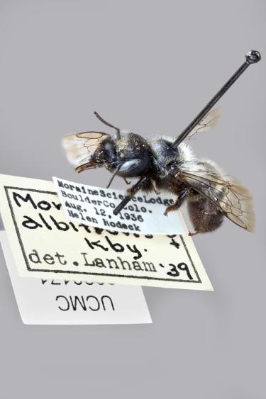 Mason bee