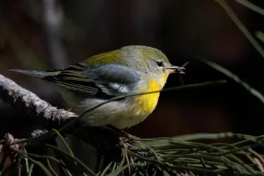 Northern Parula