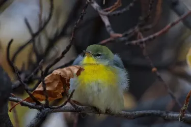 Northern Parula