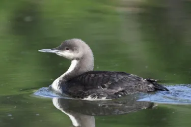 Pacific Loon