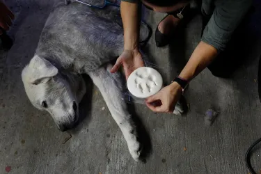 Paw Print