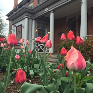 Spring tulips