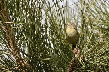 Pine Warbler