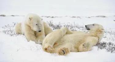 Polar Bears of Churchill
