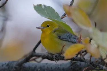 Prothonotary Warbler