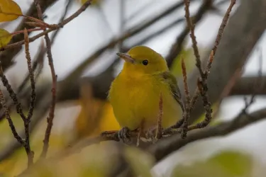 Prothonotary Warbler